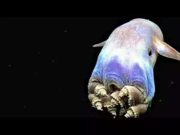 Video: 16 Bizarre Creatures Discovered in the Mariana Trench
